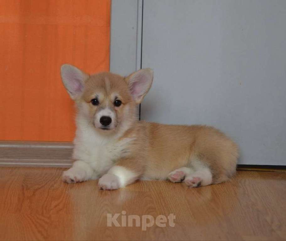 Собаки в Санкт-Петербурге: Красавцы коржики  Мальчик, 60 000 руб. - фото 5