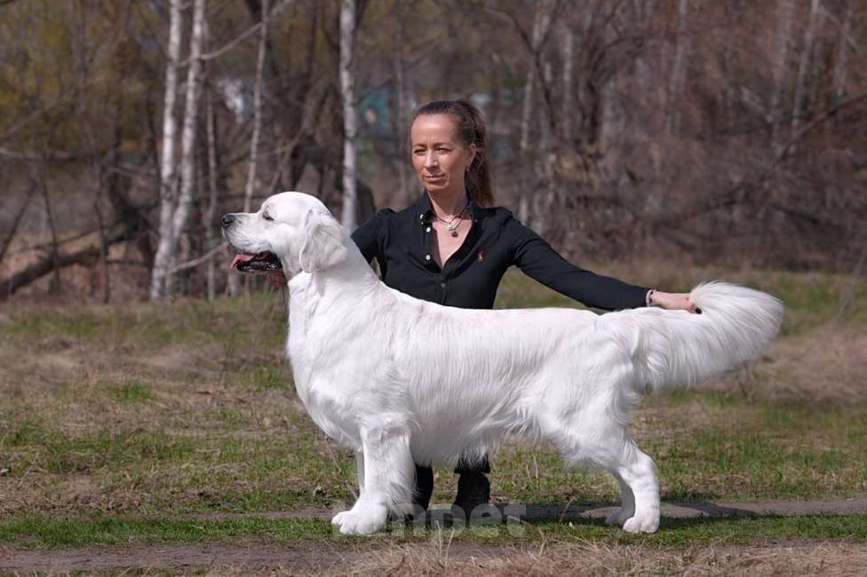 Собаки в Челябинске: Золотистый ретривер Мальчик, 80 000 руб. - фото 4