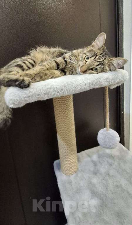 Кошки в Казани: Отдам в хорошие,добрые руки котенка.Даром Мальчик, Бесплатно - фото 3