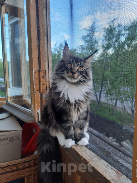 Кошки в Кемерово: Котенок Мейн-кун Мальчик, 60 000 руб. - фото 6