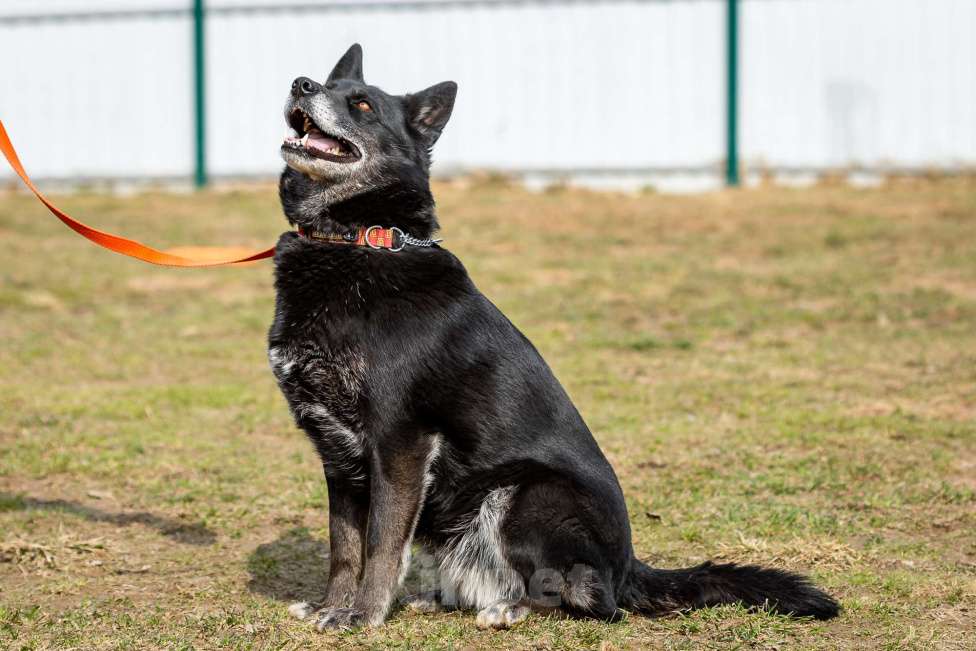 Собаки в Москве: Кама Девочка, Бесплатно - фото 21