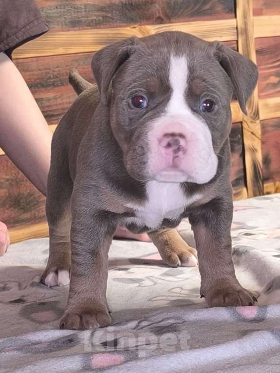 Собаки в Черногорске: Мальчик Мальчик, 140 000 руб. - фото 2