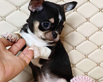 Собаки в Москве: Чихуахуа. Мальчик. Мальчик, 50 000 руб. - фото 2