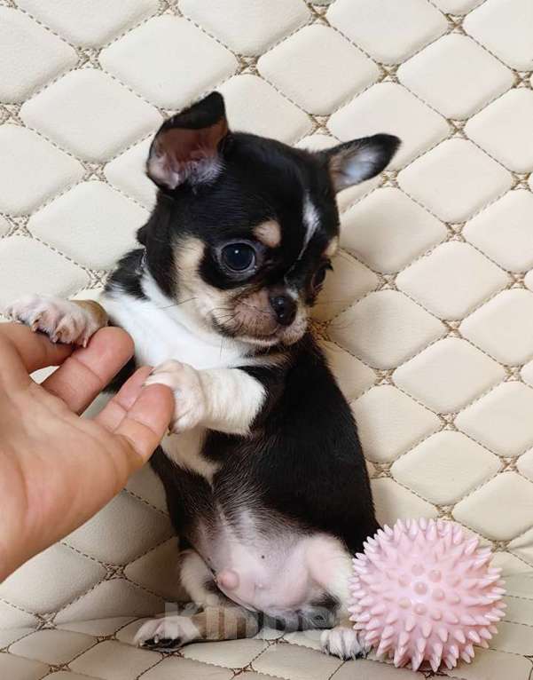 Собаки в Москве: Чихуахуа. Мальчик. Мальчик, 50 000 руб. - фото 2