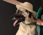 Собаки в Раменском: Люси, мини-метис кангала ищет дом Девочка, Бесплатно - фото 1