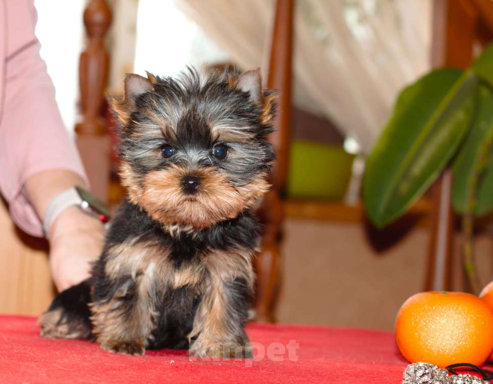 Собаки в Пушкино: Маленький озорник ищет мампап. Мальчик, 50 000 руб. - фото 6