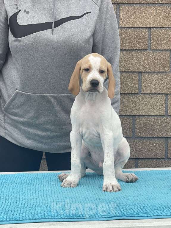 Собаки в Новосибирске: С-Атомик Мальчик, 50 000 руб. - фото 2