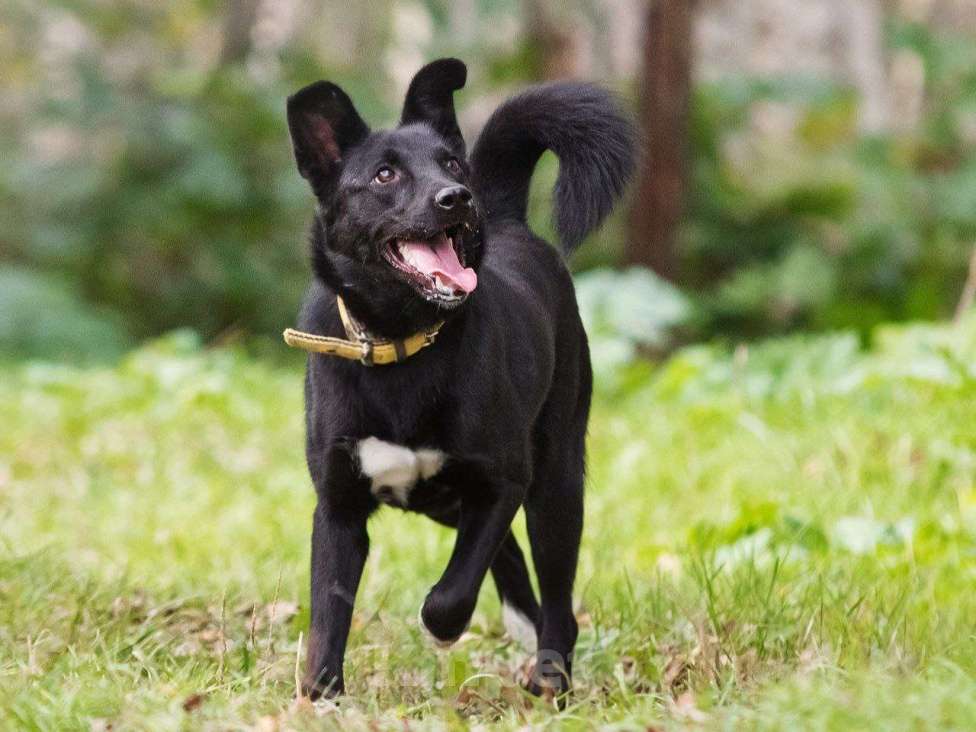 Собаки в Лосином-Петровском: Айна якутенок Девочка, Бесплатно - фото 6