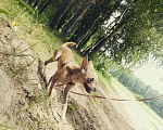 Собаки в Иваново: Кобель для вязки мини той терьер Мальчик, 1 500 руб. - фото 3