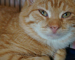Кошки в Рязани: Котята, Бесплатно - фото 3