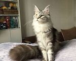 Кошки в Барнауле: Котенок Мейн-Кун Девочка, 20 000 руб. - фото 5