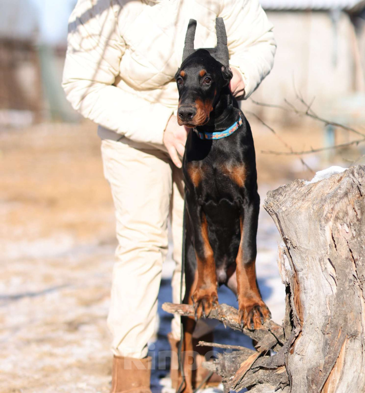 Собаки в Клине: Кобель добермана 4 месяца Мальчик, 100 000 руб. - фото 5