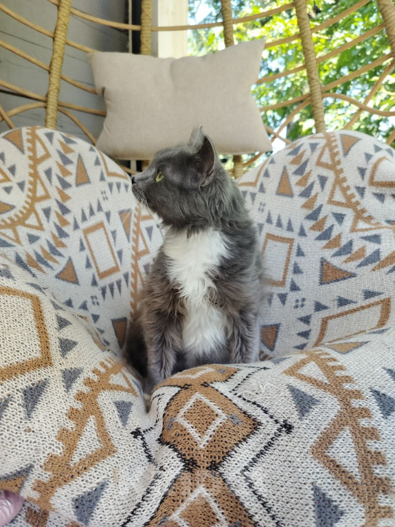Кошки в Москве: Котенок в добрые руки Девочка, Бесплатно - фото 2