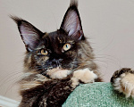Кошки в Санкт-Петербурге: Шикарная черепашка с характером королевы Девочка, 45 000 руб. - фото 1