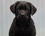 Собаки в Калуге: Черная девочка лабрадора высокого качества из питомника РКФ/FCI Девочка, Бесплатно - фото 1