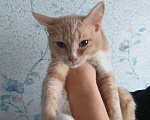 Кошки в Москве: В Добрые Руки  Мальчик, 1 руб. - фото 1