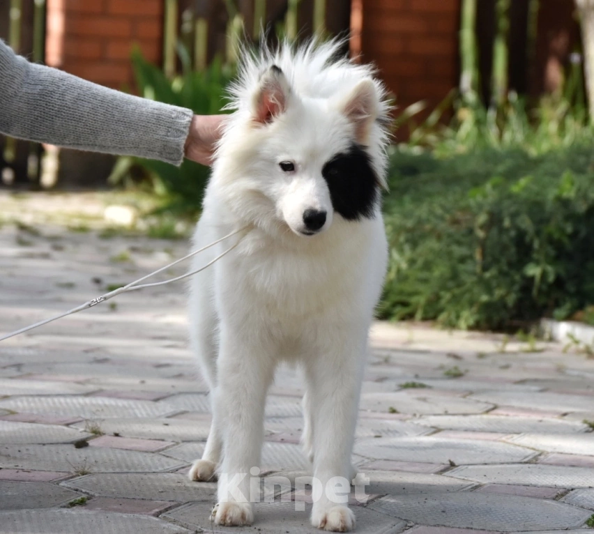 Собаки в Москве: Ненецкая оленегонная лайка, сука Хайят. Девочка, 60 000 руб. - фото 4