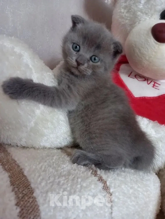 Кошки в Улане-Удэ: Британские котики Разнополые, 5 000 руб. - фото 2