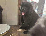 Собаки в Ангарске: Щенок ньюфаундленда Мальчик, Бесплатно - фото 2
