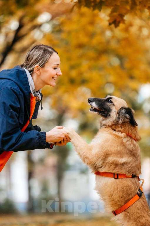 Собаки в Москве: Принцесса Сента в поиске дома! Девочка, Бесплатно - фото 4