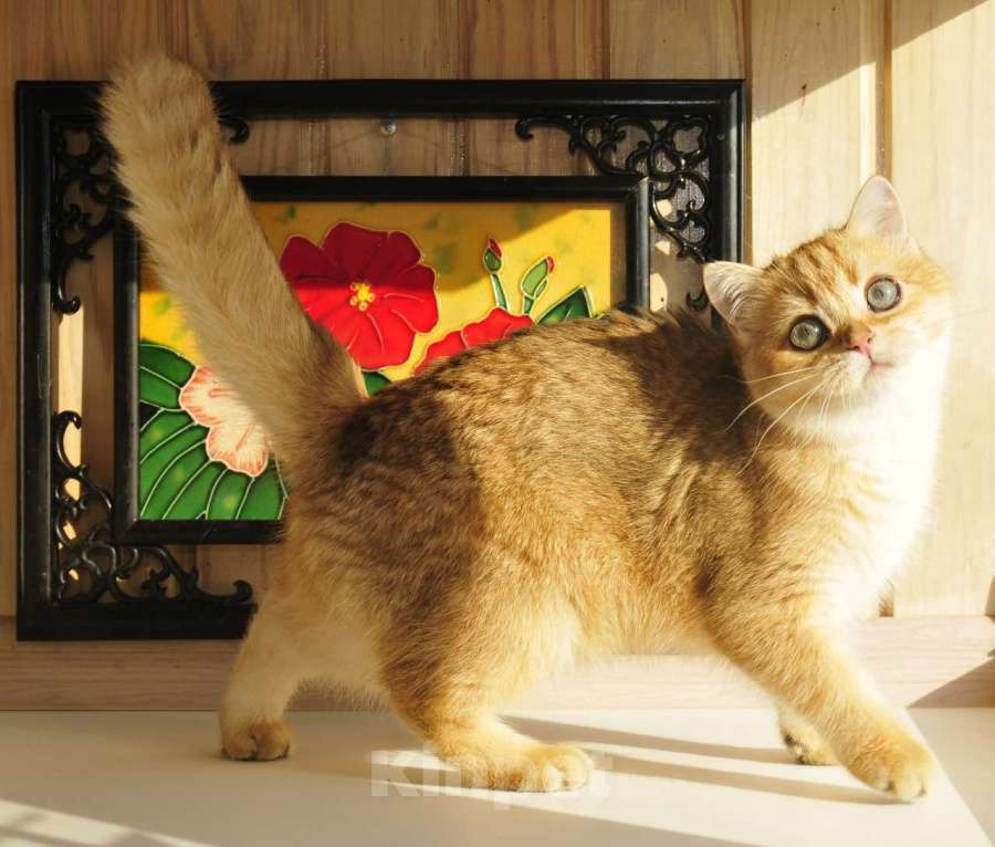 Кошки в Рыбинске: Британская девочка золотая шиншилла 5 мес Девочка, 25 000 руб. - фото 2