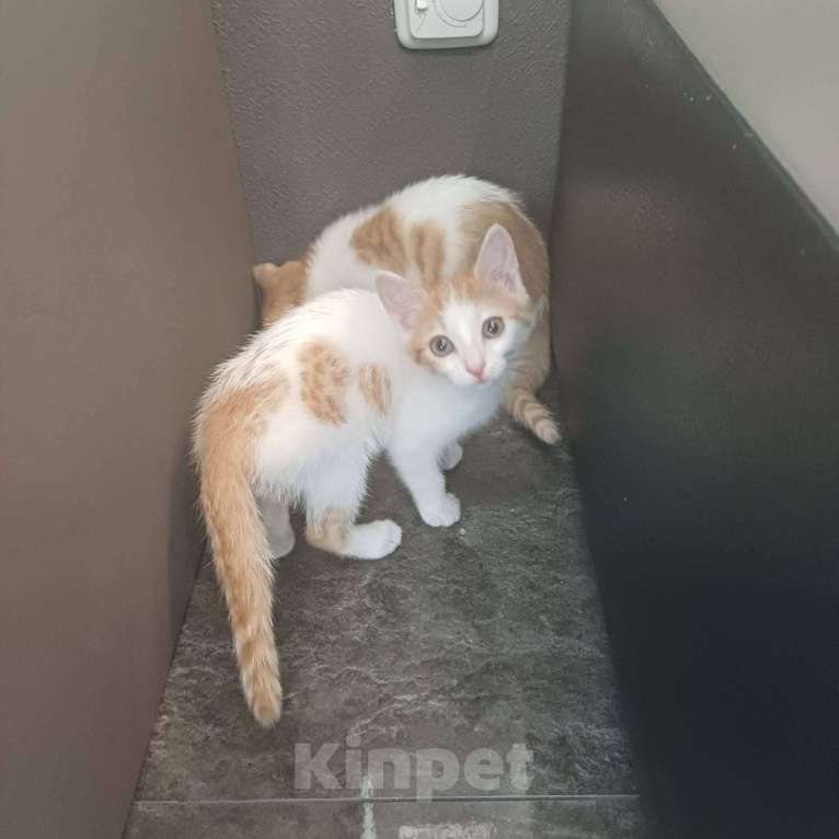 Кошки в Тюмени: Солнечные малыши ищут дом Мальчик, Бесплатно - фото 6