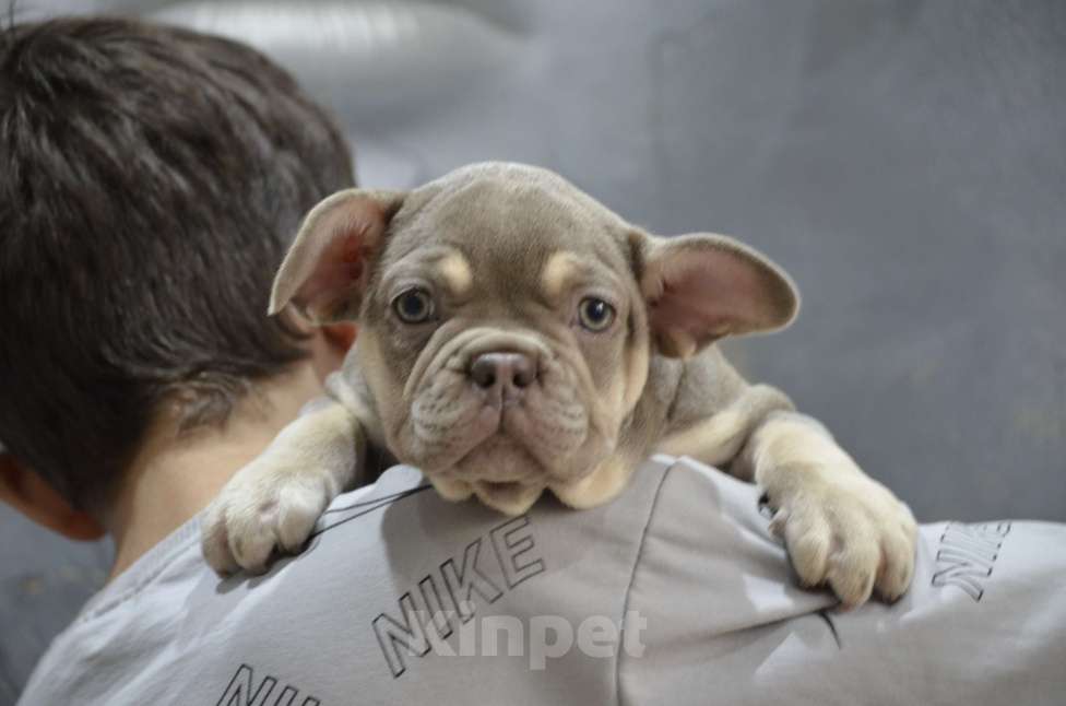 Собаки в Екатеринбурге: Девочка в редком окрасе  Девочка, 50 000 руб. - фото 2