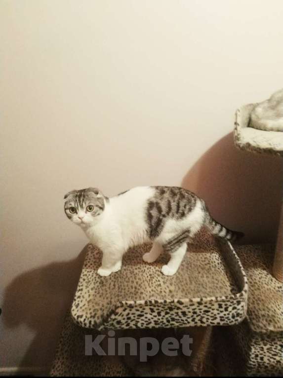 Кошки в Москве: Шотландские мальчики Мальчик, 10 000 руб. - фото 6