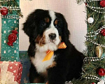 Собаки в Новосибирске: Щенки бернского зенненхунда Девочка, 150 000 руб. - фото 2