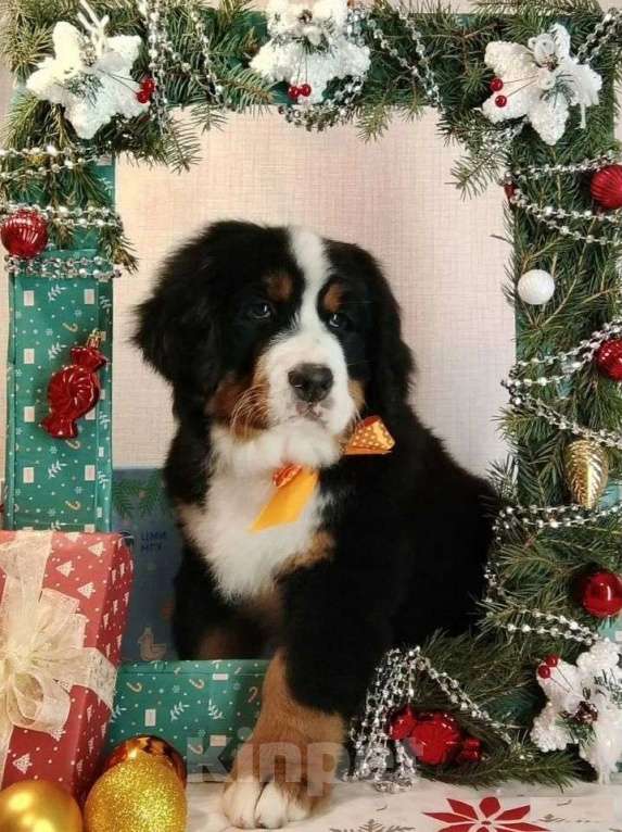 Собаки в Новосибирске: Щенки бернского зенненхунда Девочка, 150 000 руб. - фото 2
