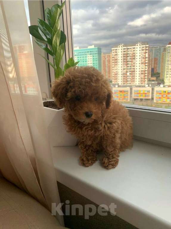 Собаки в Москве: Девочка мальтипу Девочка, 160 000 руб. - фото 3