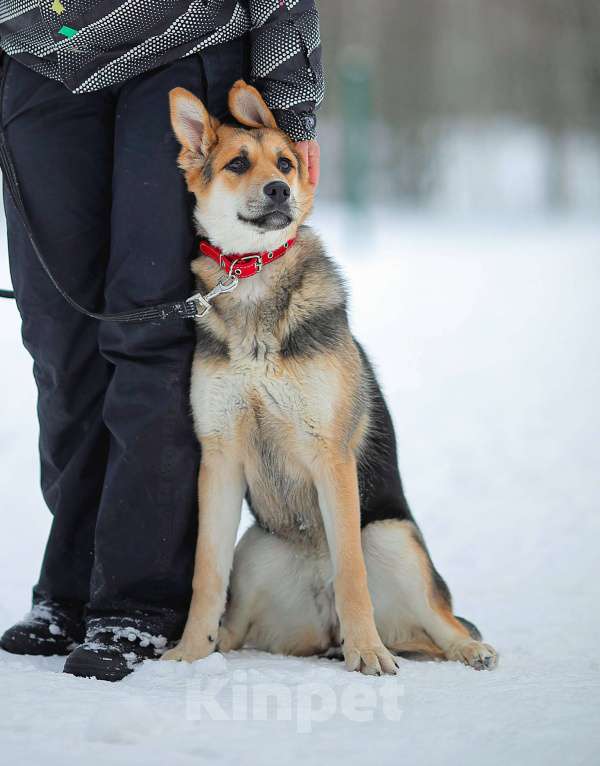 Собаки в Москве: Щенок Марти Девочка, Бесплатно - фото 5