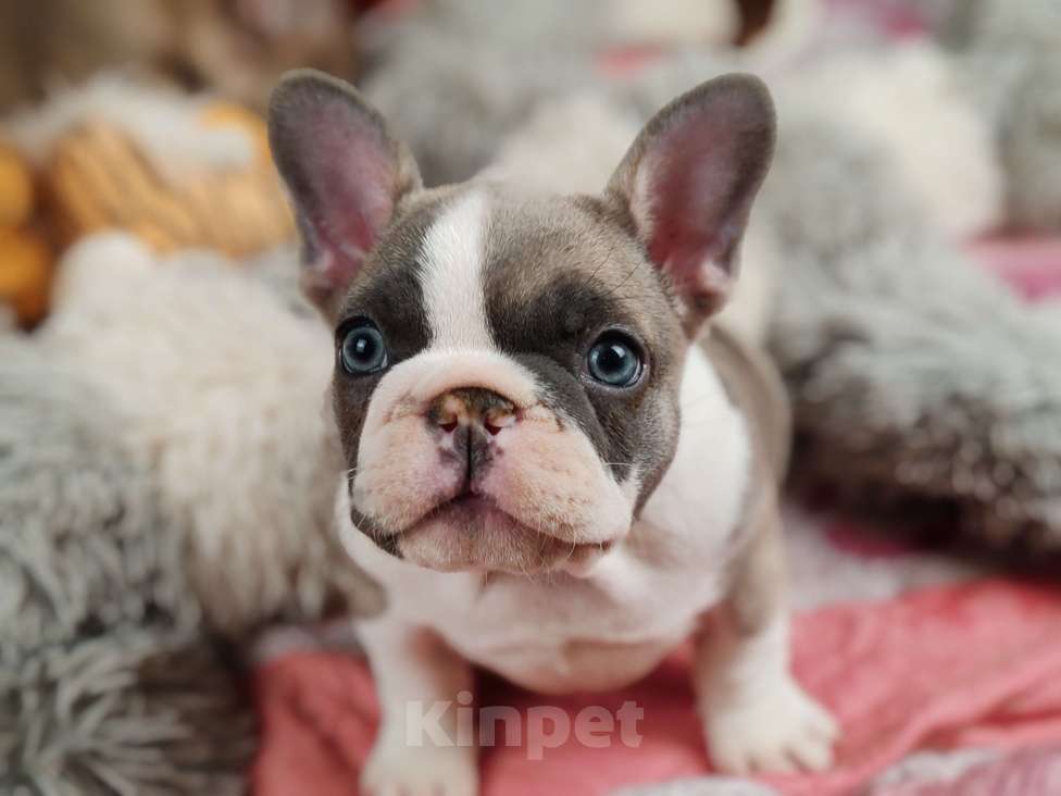 Собаки в Санкт-Петербурге: Шикарные щенки голубые шоколад лиловые Девочка, 60 000 руб. - фото 5