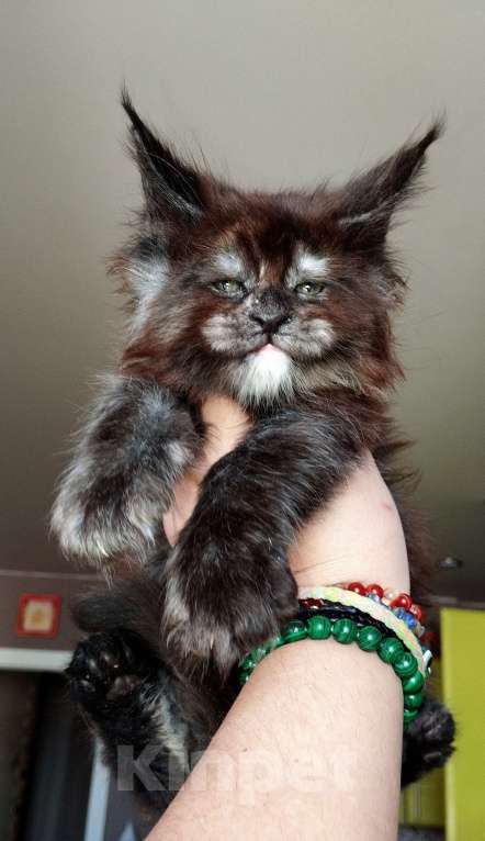Кошки в Москве: Девочка Мейн Кун котенок Девочка, 70 000 руб. - фото 3