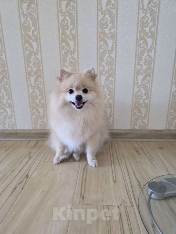 Собаки в других городах Алтайского края: Милаша Девочка, 30 000 руб. - фото 3