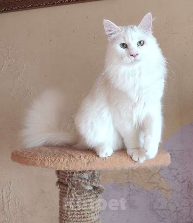 Кошки в Новосибирске: ♂️ Quinnie Мальчик, 50 000 руб. - фото 7