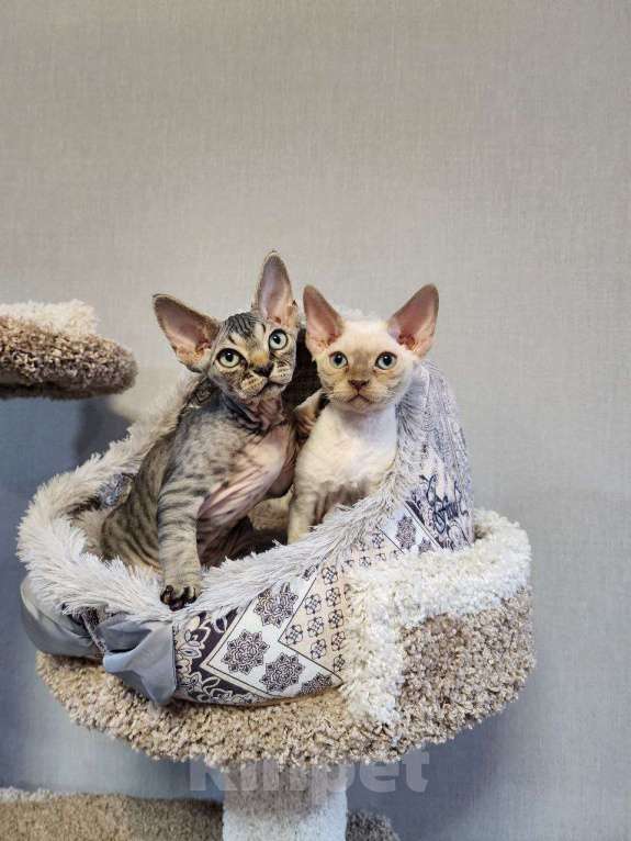 Кошки в Казани: Котенок Адам Мальчик, 80 000 руб. - фото 3