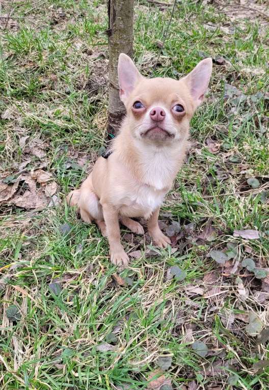 Собаки в Москве: Девочка Чихуахуа лиловая Девочка, Бесплатно - фото 4