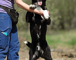 Собаки в Химках: Ларс в самые добрые руки Мальчик, Бесплатно - фото 3