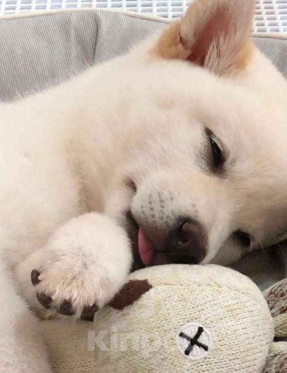 Собаки в Москве: Щенок сиба ину Девочка, 16 000 руб. - фото 2