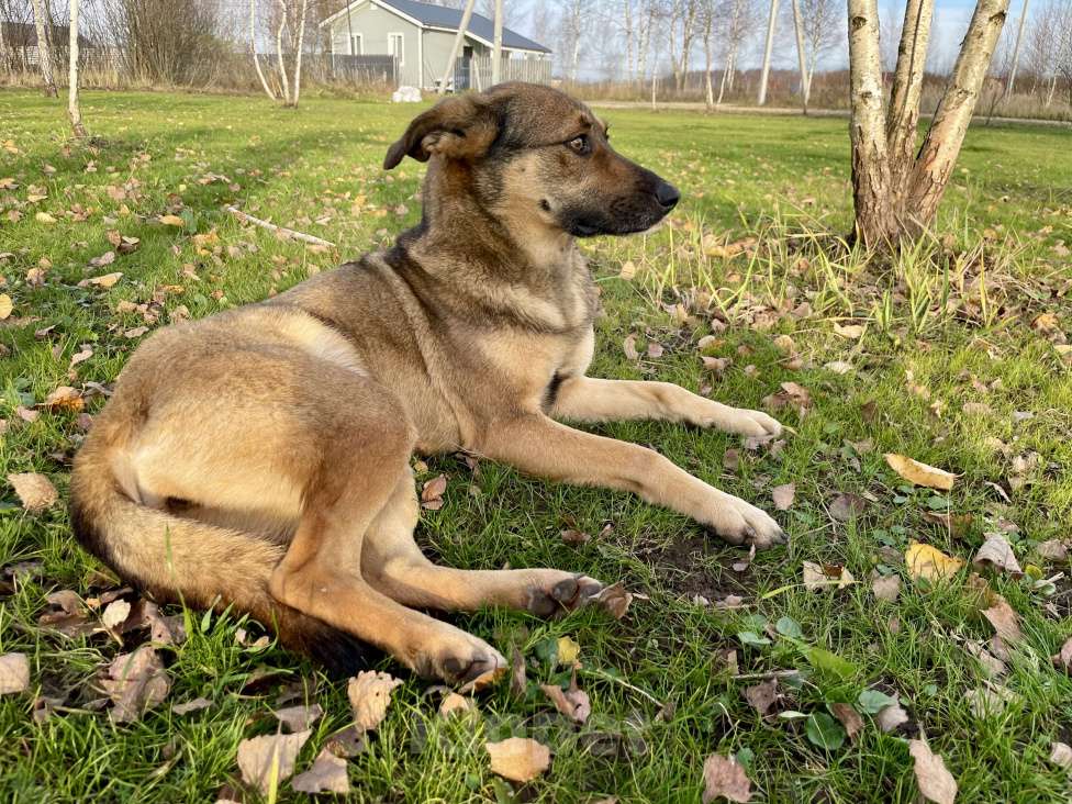 Собаки в Туле: Обожает детей и комплименты Девочка, Бесплатно - фото 5