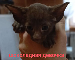 Кошки в Екатеринбурге: Девочка орик Девочка, 25 000 руб. - фото 1