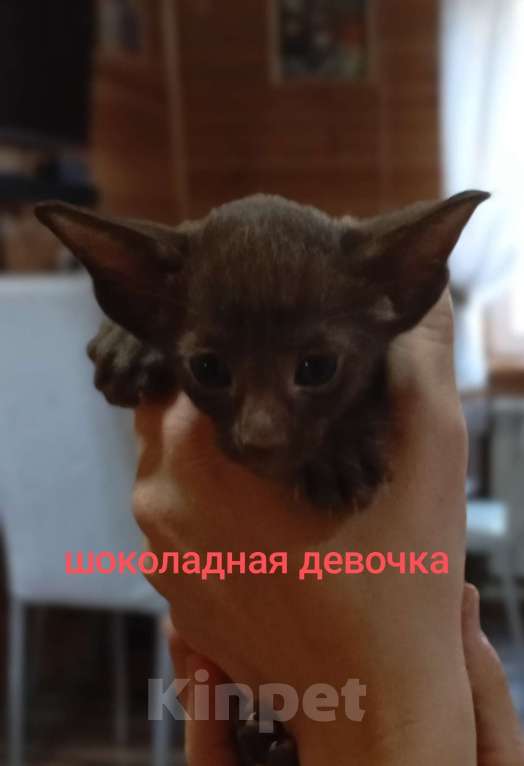 Кошки в Екатеринбурге: Девочка орик Девочка, 25 000 руб. - фото 1