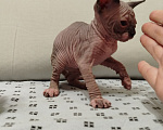 Кошки в Новокуйбышевске: Канадский сфинкс, девочка-котёнок. Девочка, 10 000 руб. - фото 3