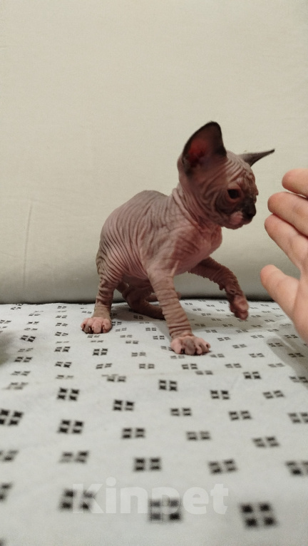 Кошки в Новокуйбышевске: Канадский сфинкс, девочка-котёнок. Девочка, 10 000 руб. - фото 3