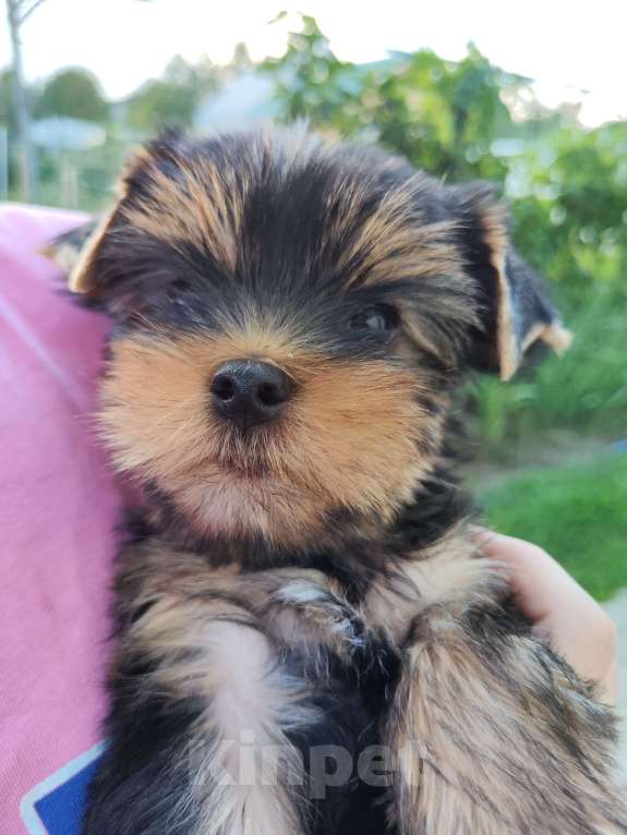 Собаки в Рубцовске: Очаровательный малыш йорк с документами РКФ Мальчик, 35 000 руб. - фото 2