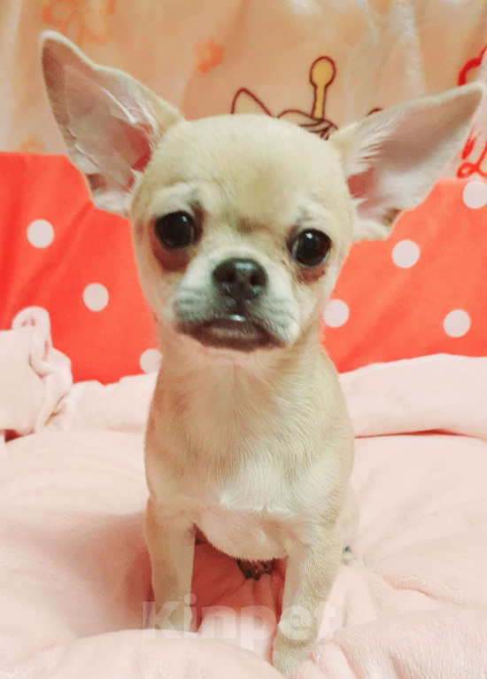 Собаки в Москве: Щенки чихуахуа Девочка, 30 000 руб. - фото 1