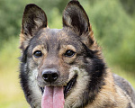 Собаки в Солнечногорске: Небольшая, спокойная собачка в дар Девочка, Бесплатно - фото 8