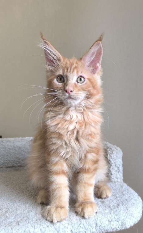 Кошки в Санкт-Петербурге: Зефир Мальчик, 50 000 руб. - фото 5