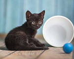 Кошки в Волжском: Черный маленький котенок Дваня в добрые руки Девочка, Бесплатно - фото 8